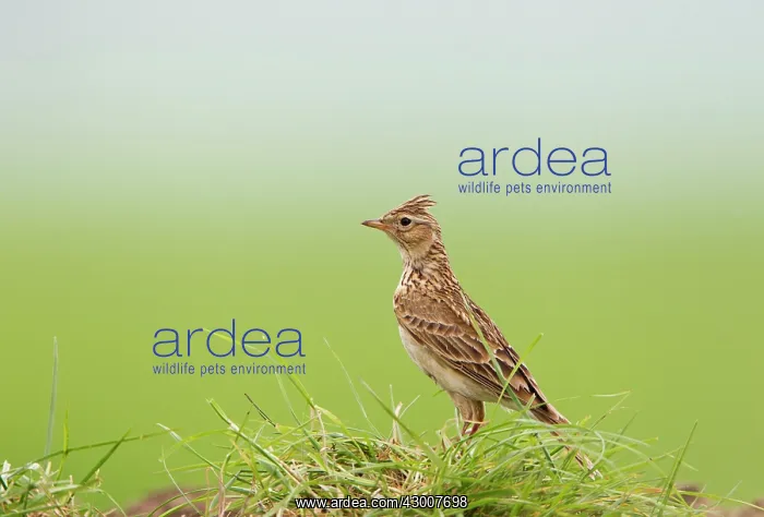  : Skylark with crest raised 16774
