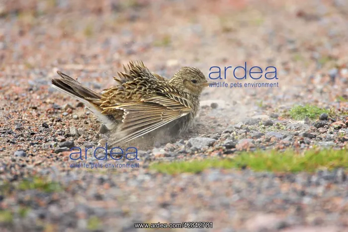 : Skylark - dustbathing : Skylark - dustbathing