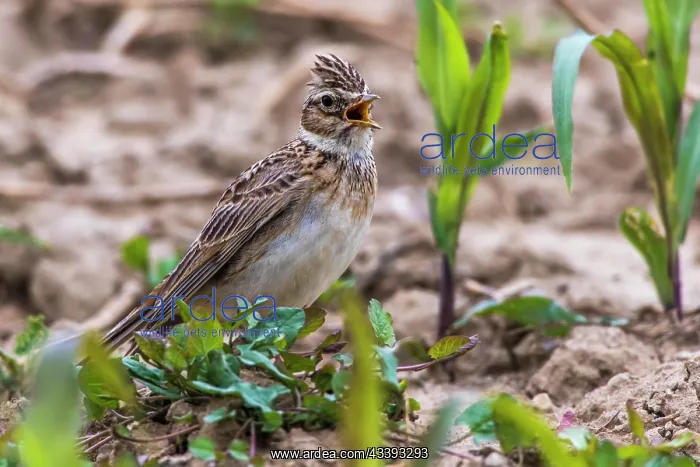 : A skylark on a field near Mimbach in the biosphe : A skylark on a field near Mimbach in the biosphe