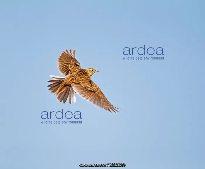 : Skylark - in flight : Skylark - in flight