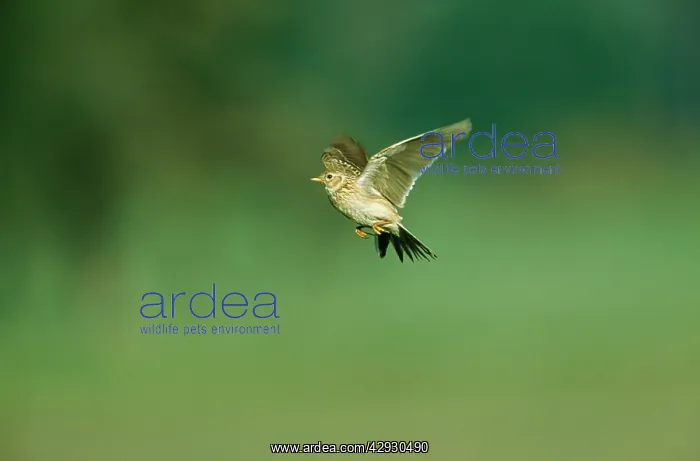 : SKYLARK - in flight : SKYLARK - in flight