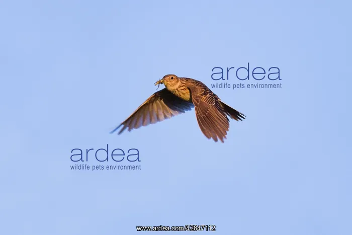 : Skylark - in flight carrying insect : Skylark - in flight carrying insect