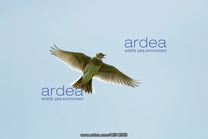 : Skylark - in flight singing : Skylark - in flight singing