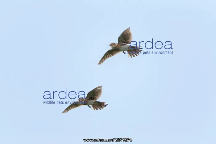 : Skylark - two in flight - singing : Skylark - two in flight - singing