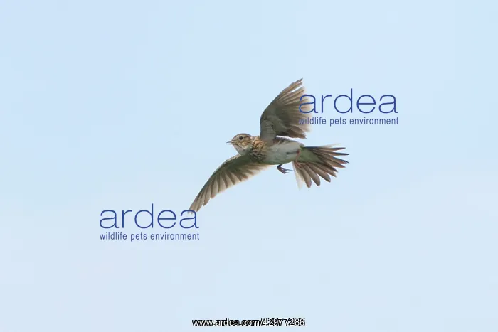 : Skylark - in flight singing : Skylark - in flight singing