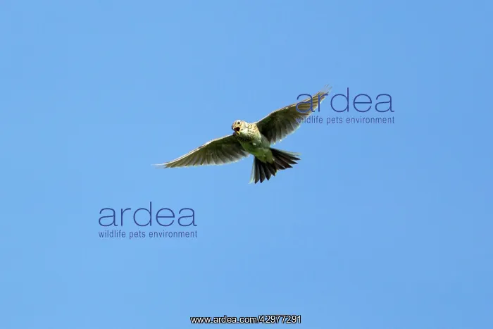 : Skylark - in flight singing : Skylark - in flight singing
