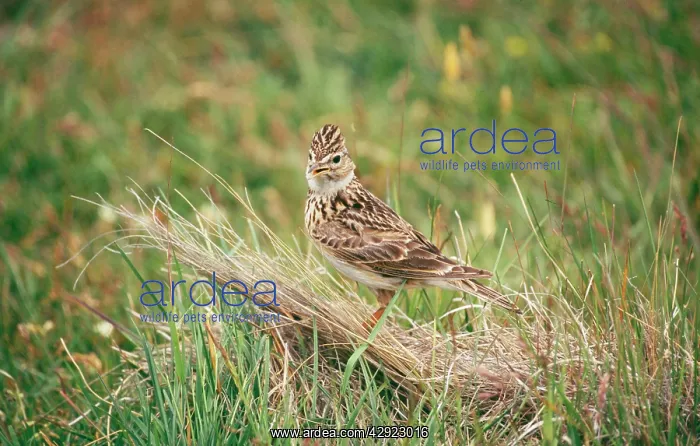 : SKYLARK - in grass : SKYLARK - in grass