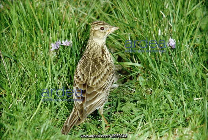 : SKYLARK - in grass : SKYLARK - in grass