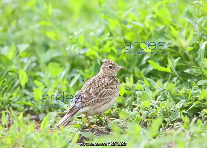 : Skylark - On ground with crest raised : Skylark - On ground with crest raised
