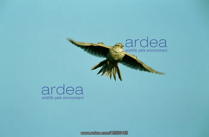 : SKYLARK - hovering, in flight : SKYLARK - hovering, in flight