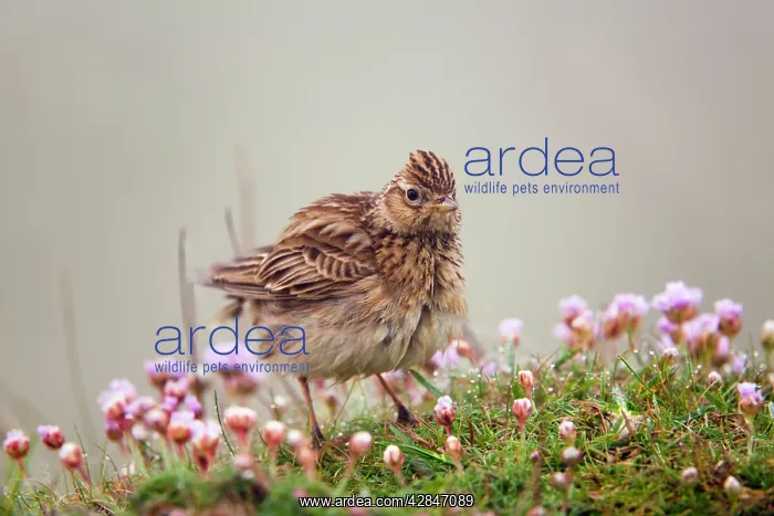  : Skylark - misty morning on thrift