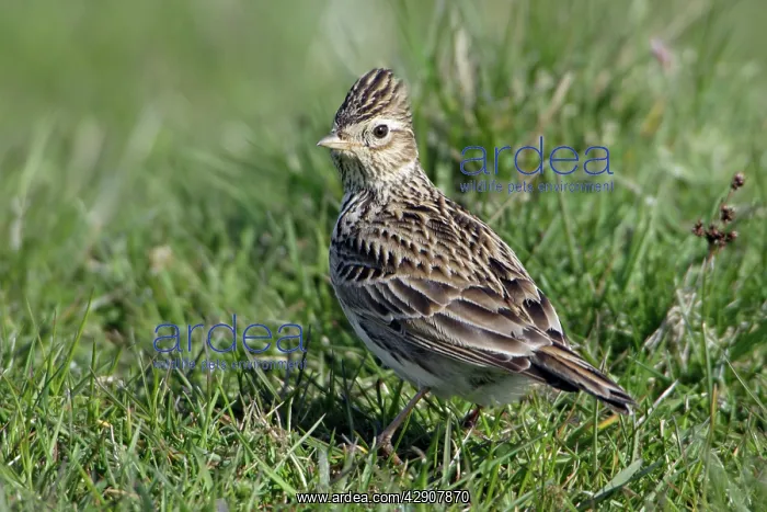  : Skylark - On moorland pasture