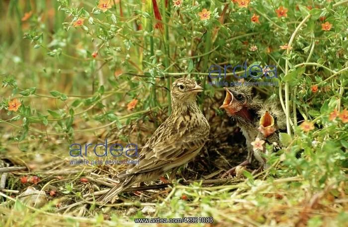 : Skylark - at nest : Skylark - at nest