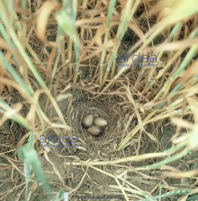 : Skylark nest in a wheat field : Skylark nest in a wheat field