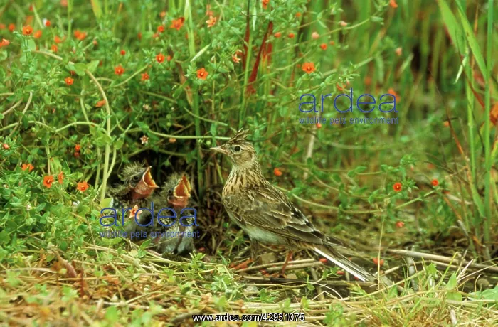 : Skylark - At nest with young : Skylark - At nest with young