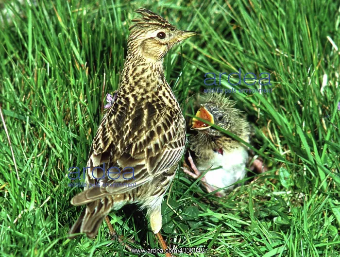 : SKYLARK - parent with begging chick in grass at nest : SKYLARK - parent with begging chick in grass at nest