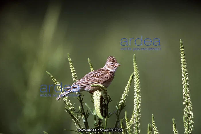 : Skylark - perched on plant : Skylark - perched on plant
