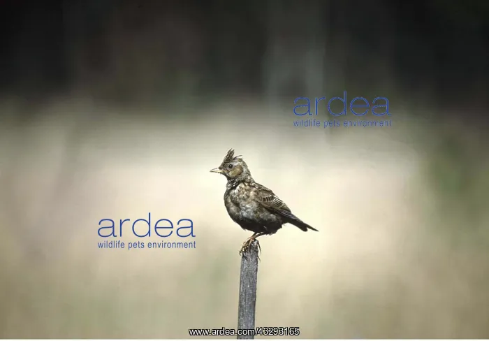 : SKYLARK - perched on post : SKYLARK - perched on post