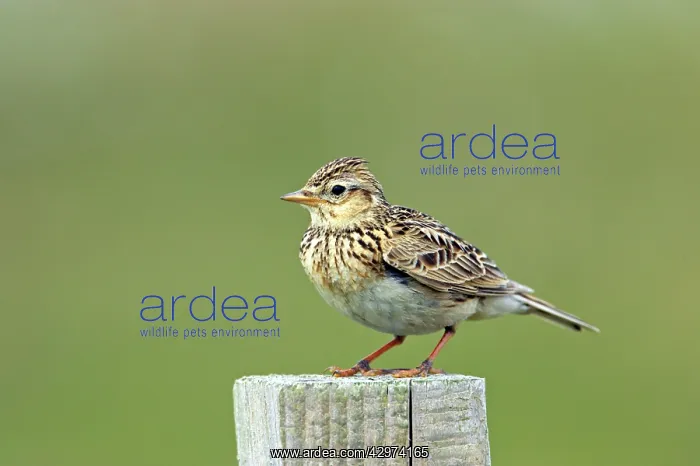 : Skylark - on post : Skylark - on post