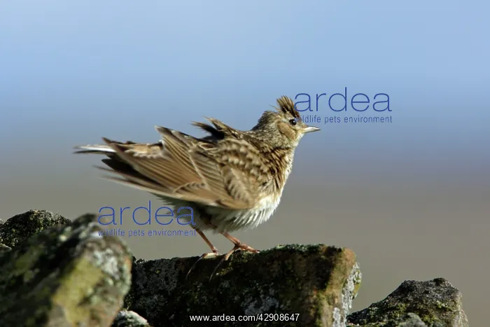 : Skylark - preening itself on stone wall in windy conditions : Skylark - preening itself on stone wall in windy conditions