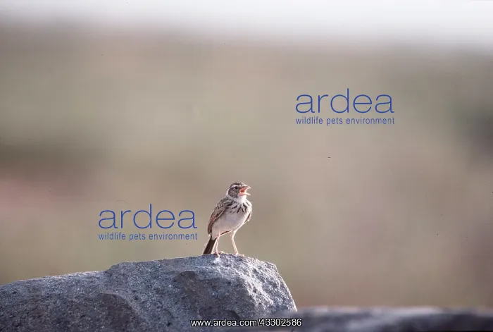 : SKYLARK - singing : SKYLARK - singing