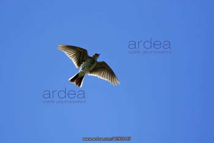 : Skylark - Singing in flight : Skylark - Singing in flight
