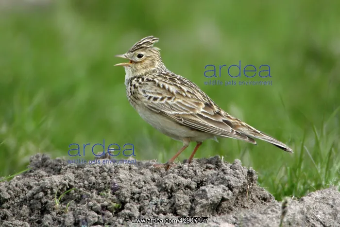 : Skylark - Singing from molehill : Skylark - Singing from molehill