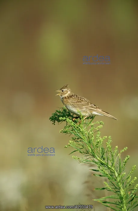 : SKYLARK - singing in open farmland : SKYLARK - singing in open farmland