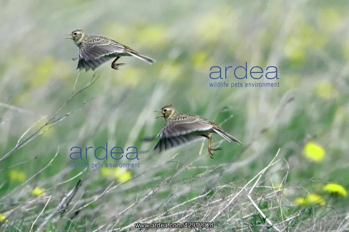 : Skylark - taking off from fallow land : Skylark - taking off from fallow land