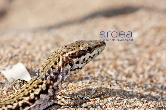 : Skyros Wall Lizard : Skyros Wall Lizard