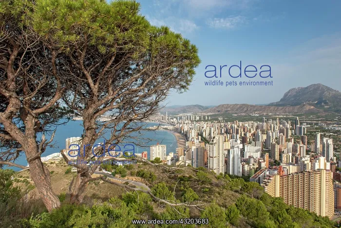 : Skyscrapers of Benidorm as seen from La Creu (Cross) : Skyscrapers of Benidorm as seen from La Creu (Cross)