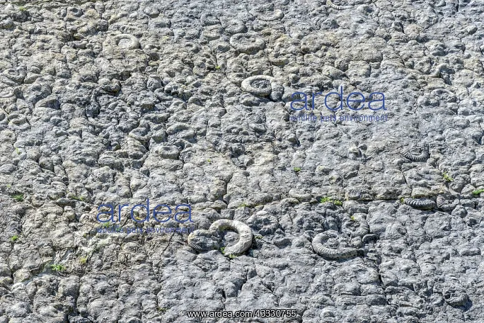 : The slab near the Ammonites Digne - Geological Reserve : The slab near the Ammonites Digne - Geological Reserve