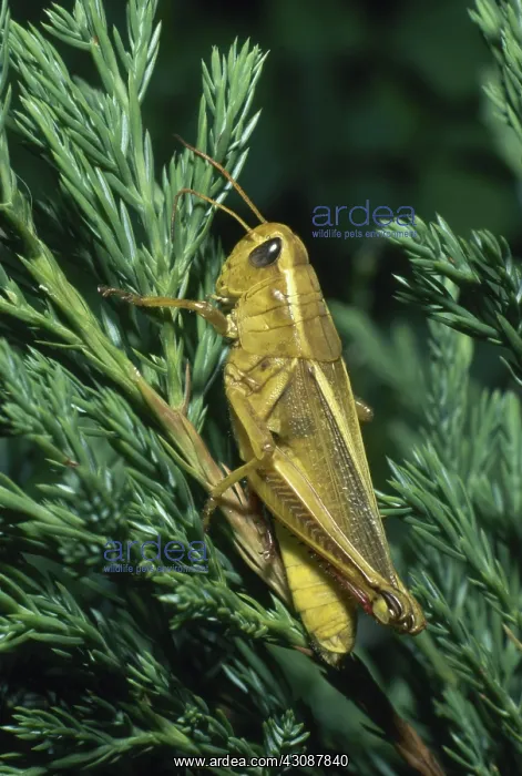  : Slant-faced Grasshopper