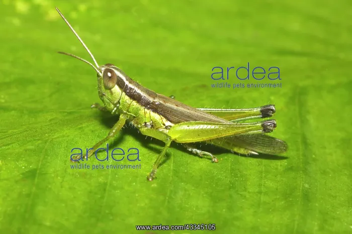 : Slant-faced grasshopper (Gomphocerinae) on a green : Slant-faced grasshopper (Gomphocerinae) on a green