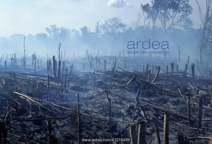 : Slash-and-Burn Agriculture : Slash-and-Burn Agriculture