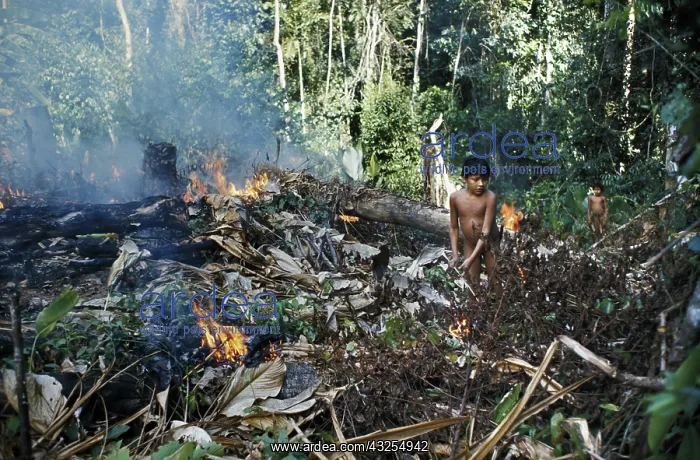 : Slash-and-Burn Agriculture : Slash-and-Burn Agriculture