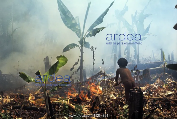 : Slash-and-Burn Agriculture : Slash-and-Burn Agriculture