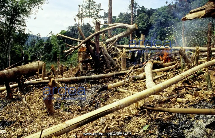 : Slash-and-Burn Shifting Cultivation : Slash-and-Burn Shifting Cultivation