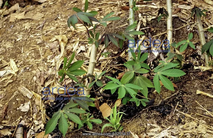: Slash-and-Burn Shifting Cultivation : Slash-and-Burn Shifting Cultivation