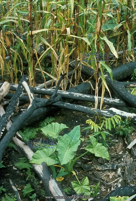 : Slash and Burn Agriculture : Slash and Burn Agriculture