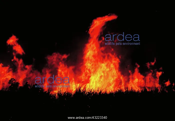 : Slash and burn agriculture : Slash and burn agriculture