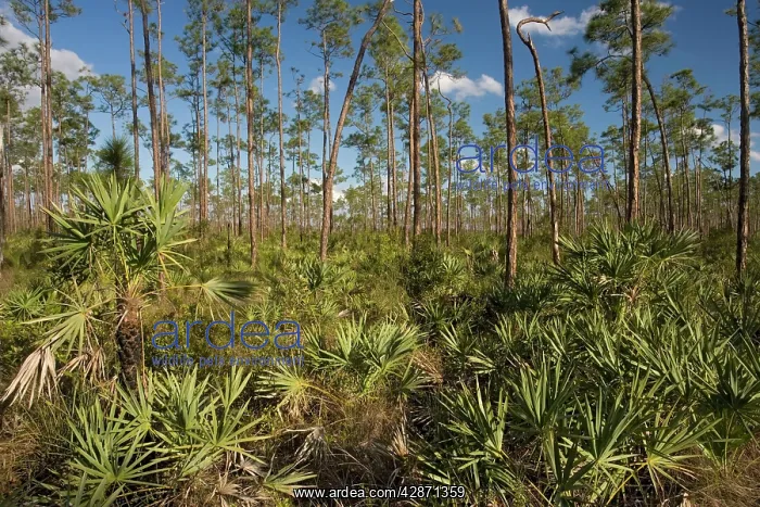 : Slash pine (Pinus elliottii) and saw-palmetto woodland : Slash pine (Pinus elliottii) and saw-palmetto woodland