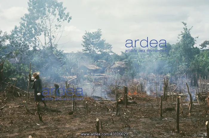 : Slashing and Burning in Peru : Slashing and Burning in Peru