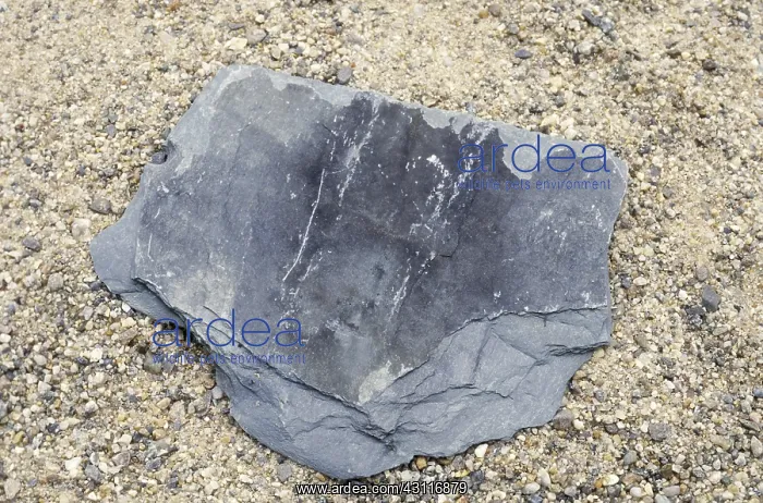 : Slate : Slate