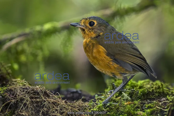 : Slate-crowned Antpitta (Grallaricula nana) Rio Blanco : Slate-crowned Antpitta (Grallaricula nana) Rio Blanco