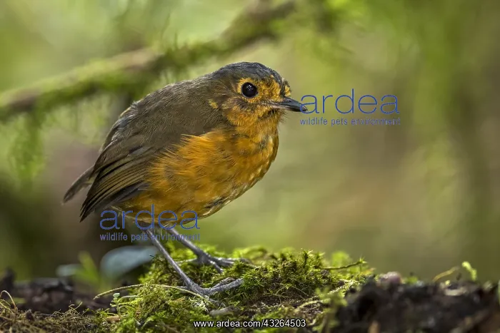: Slate-crowned Antpitta (Grallaricula nana) Rio Blanco : Slate-crowned Antpitta (Grallaricula nana) Rio Blanco
