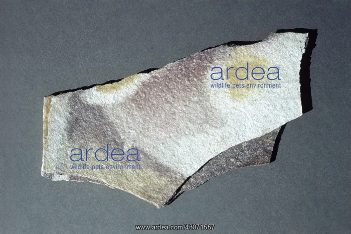 : Slate, a metamorphic rock