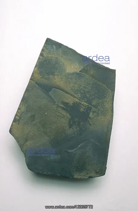  : Slate, a metamorphic rock formed from shale