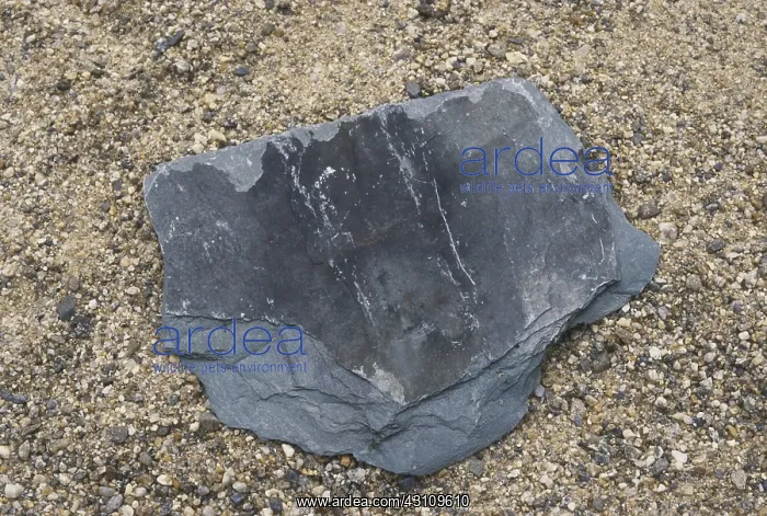: Slate, a metamorphic rock formed from shale : Slate, a metamorphic rock formed from shale