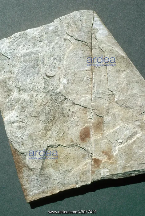 : Slate, a metamorphic rock, from Tasmania : Slate, a metamorphic rock, from Tasmania
